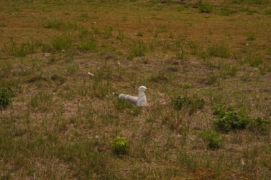 Helgoland kumulunun çayırlarında üreyen bir martı.