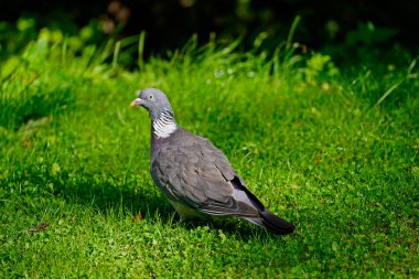 Danimarka 'da Odense' de parkta güvercin