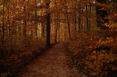 Bavyera 'daki renkli sonbahar ormanında bir öğleden sonra