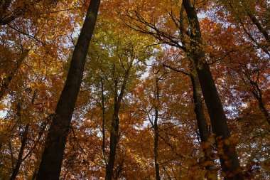 Bavyera 'daki renkli sonbahar ormanında bir öğleden sonra