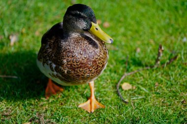 Mallard, Odense 'de bir gölde. Yaban ördeği, ördek familyasından ve Avrupa' nın en yaygın ve en büyük yüzen ördeği..