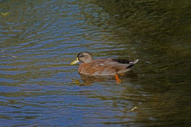 Mallard, Odense 'de bir gölde. Yaban ördeği, ördek familyasından ve Avrupa' nın en yaygın ve en büyük yüzen ördeği..