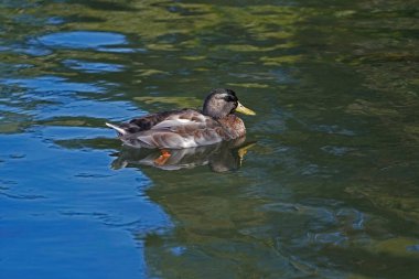 Mallard, Odense 'de bir gölde. Yaban ördeği, ördek familyasından ve Avrupa' nın en yaygın ve en büyük yüzen ördeği..