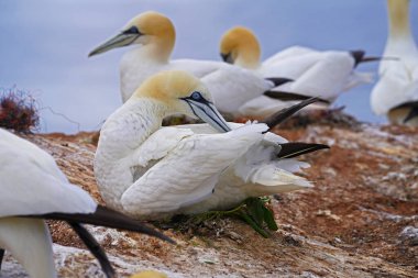 Sümsük kuşları tüyleriyle ilgileniyorlar. Sümsük kuşu, kaz büyüklüğünde bir deniz kuşu, sümsük kuşunun en kuzeydeki üreme türüdür.