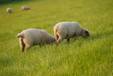 Dike koyunları da foklar, kurtçuklar ve inekler gibi Kuzey Denizi 'ne aittir. Koyun çok önemli bir iş yapıyor. Süt, et ve yün sağlıyorlar, ve Kuzey Denizi kıyısında da hendek güvenliği ve hendek bakımına hizmet ediyorlar..