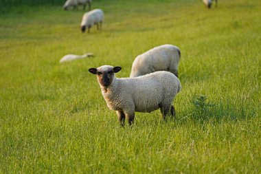 Dike koyunları da foklar, kurtçuklar ve inekler gibi Kuzey Denizi 'ne aittir. Koyun çok önemli bir iş yapıyor. Süt, et ve yün sağlıyorlar, ve Kuzey Denizi kıyısında da hendek güvenliği ve hendek bakımına hizmet ediyorlar..