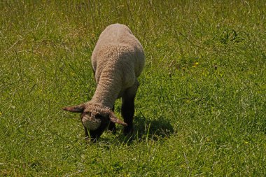 Dike koyunları da foklar, kurtçuklar ve inekler gibi Kuzey Denizi 'ne aittir. Koyun çok önemli bir iş yapıyor. Süt, et ve yün sağlıyorlar, ve Kuzey Denizi kıyısında da hendek güvenliği ve hendek bakımına hizmet ediyorlar..
