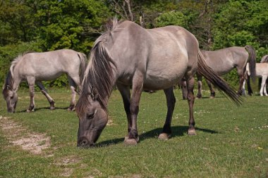 Almanya 'da Saksonya-Anhalt' da vahşi at kısrakları