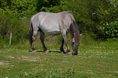 Almanya 'da Saksonya-Anhalt' da vahşi at kısrakları
