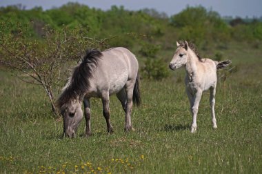 Konik vahşi atları kısraklar ve tayları baharda Almanya 'da Saksonya-Anhalt' da