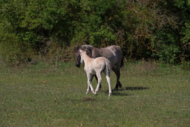 Konik vahşi atları kısraklar ve tayları baharda Almanya 'da Saksonya-Anhalt' da