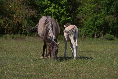 Konik vahşi atları kısraklar ve tayları baharda Almanya 'da Saksonya-Anhalt' da