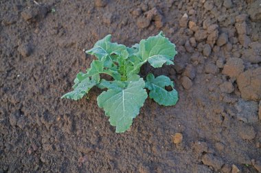 İnşaat alanındaki sabah çiğ tanesinde son yeşil salata.