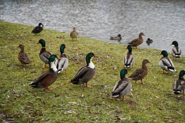 Almanya 'da Triptis' teki kış göletinde ördekler
