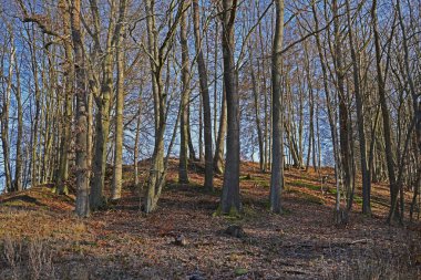 Almanya, Eisenberg 'deki değirmen vadisinde kış doğası