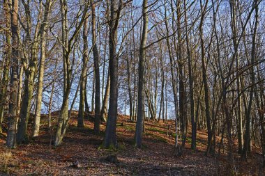 Almanya, Eisenberg 'deki değirmen vadisinde kış doğası