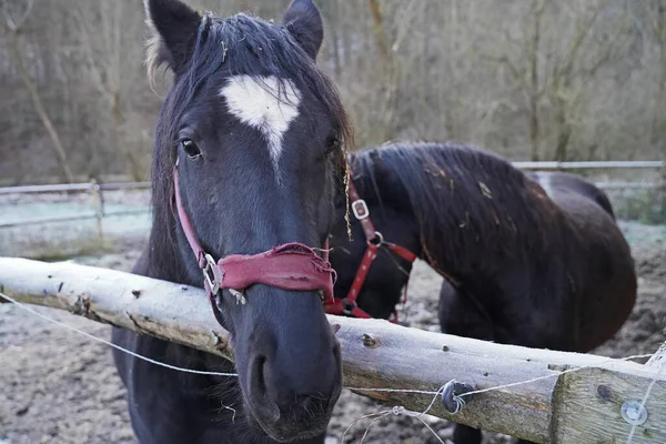 Kışın Almanya 'da bir otlakta siyah atlar