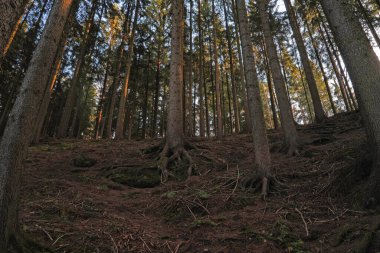 Almanya, Eisenberg 'deki değirmen vadisinde kış doğası
