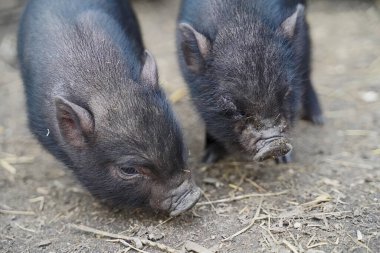 Mini domuzlar Almanya 'nın ilk yürüyüşünde