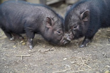 Mini domuzlar Almanya 'nın ilk yürüyüşünde