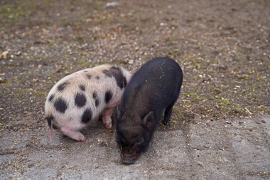 Mini domuzlar Almanya 'nın ilk yürüyüşünde