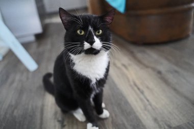 Almanya 'da beyaz önlüklü ve beyaz pençeli siyah ev kedisi