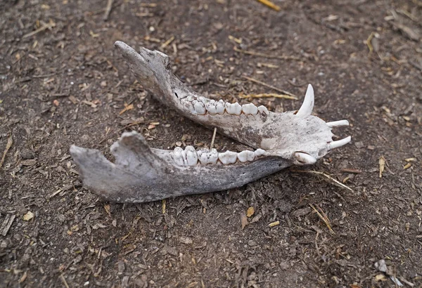 jaw bone of a deceased pig on the ground