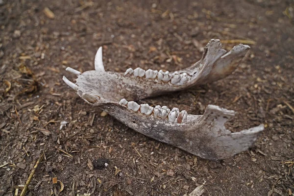 jaw bone of a deceased pig on the ground