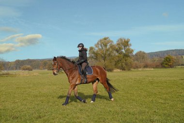 brown Rhineland gelding and rider riding on the meadow in Bavaria extra for a photo shoot.