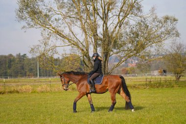 brown Rhineland gelding and rider riding on the meadow in Bavaria extra for a photo shoot.