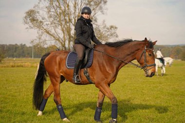 brown Rhineland gelding and rider riding on the meadow in Bavaria extra for a photo shoot.