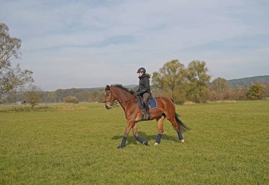 brown Rhineland gelding and rider riding on the meadow in Bavaria extra for a photo shoot.