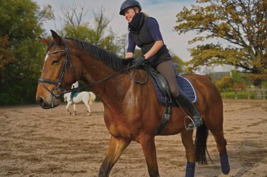 brown Rhineland gelding and rider training on a riding ground in Bavaria