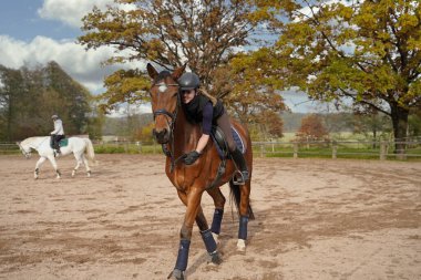 brown Rhineland gelding and rider training on a riding ground in Bavaria