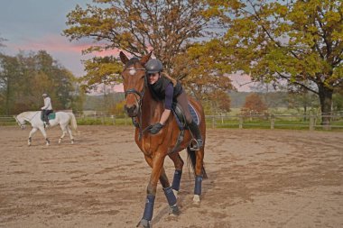 brown Rhineland gelding and rider training on a riding ground in Bavaria