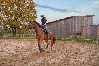 brown Rhineland gelding and rider training on a riding ground in Bavaria