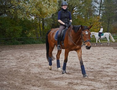 brown Rhineland gelding and rider training on a riding ground in Bavaria 