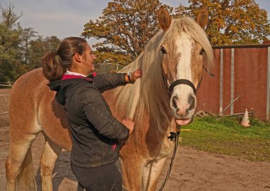 Preparation of light brown Haflinger with beige mane before training, from grooming to saddling