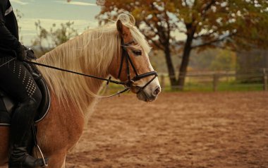 Photoshooting with light brown Haflinger with beige mane on a riding ground in Bavaria