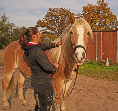 Preparation of light brown Haflinger with beige mane before training, from grooming to saddling