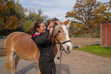 Preparation of light brown Haflinger with beige mane before training, from grooming to saddling