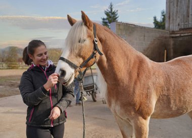 Preparation of light brown Haflinger with beige mane before training, from grooming to saddling