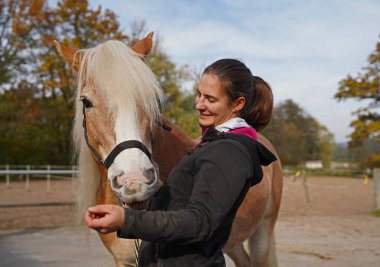 Preparation of light brown Haflinger with beige mane before training, from grooming to saddling