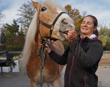 Preparation of light brown Haflinger with beige mane before training, from grooming to saddling