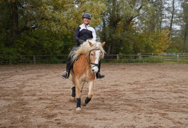 light brown Haflinger with beige mane and rider training on a riding ground in Bavaria 