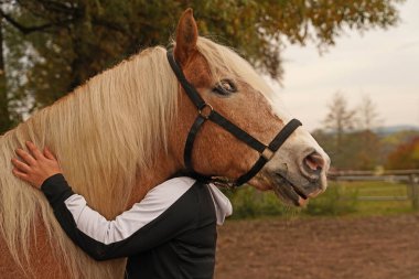 Shooting with light brown Haflinger with beige mane and rider in autumn in bavaria