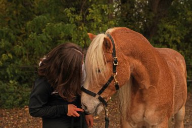Photoshooting with light brown Haflinger with beige mane on a riding ground in Bavaria