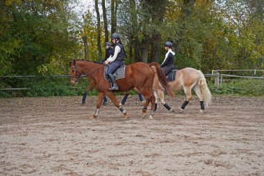 Shooting with horses  - Oldenburg mare  and Rhinelander gelding  - and riders,Haflinger in autumn in bavaria clipart