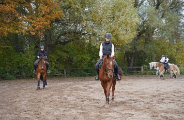 Shooting with horses  - Oldenburg mare, Rhinelander gelding and white horse - and riders in autumn in bavaria clipart