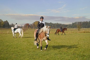 Shooting with horses  -  white horse, Haflinger and Rhinelander gelding  - and riders in autumn in bavaria